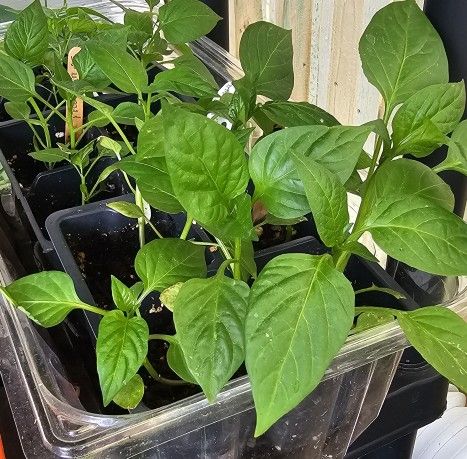 Sweet Pepper Plants $1