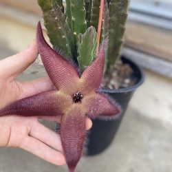Stapelia Starfish  Plant, With Xtra Large Flower In 1 Gallon Pot 