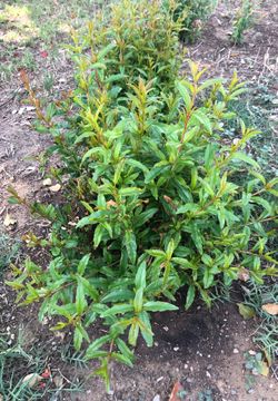 Pomegranate trees