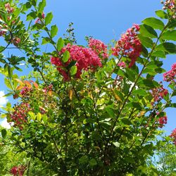 Pink Crape Myrtle Tree 25gl $200🏡🩷
