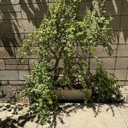 Elephant bush Jade Tree 