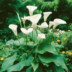 10 bulbs - Calla Lily White Flower Plant Bulbs