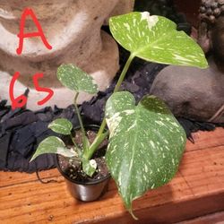 Monstera Thai Constellations 6 Available 