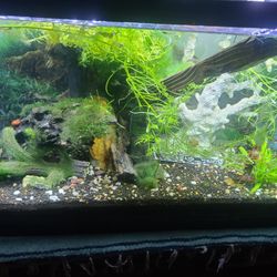 29 Gallon Freshwater Aquarium 