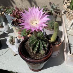 Cactus With Flowers Super Cute And Healthy 