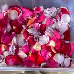 Assorted Fresh Rose Petals