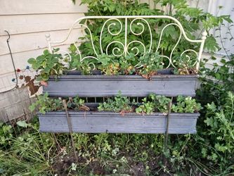 Sick of slugs? Full Elevated Strawberry Set Up