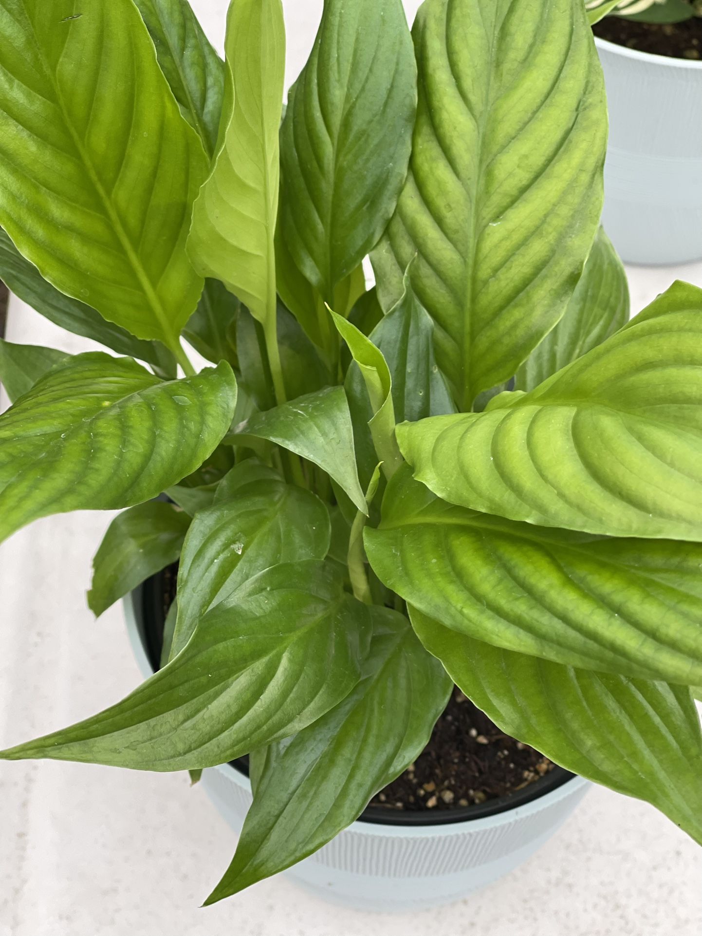 Peace Lilies Plant, 6 Inches Pot With Planter