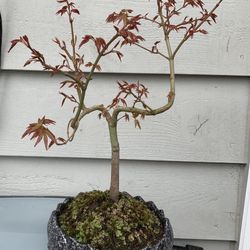 Bonsai Japan Maple