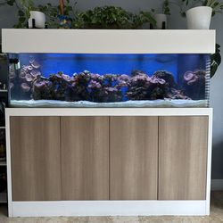 125G Complete Saltwater Reef Aquarium – Established System