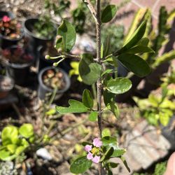 Thai Barbado  Acerola Cherry Tree Blooming Now