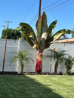 Red banana tree and Hibiscus plant