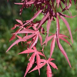 ‘Red Spider’ Semi Dwarf Japanese Maple Tree
