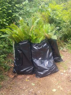 Large sword ferns