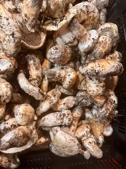 Fresh picked matsutake mushrooms