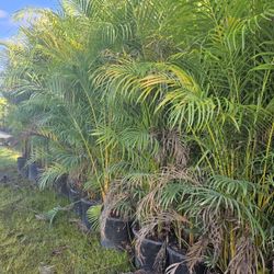 huge arecas 8 to 9 june sale Instant  Privacy  Hedge  for fence 