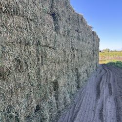 1st cut Alfalfa Hay Bales little grass and foxtail  1 Corte Alfalfa con poco hierba y sácate 