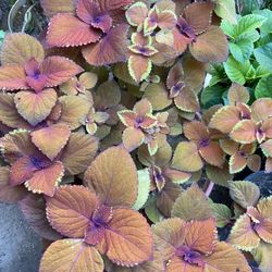 Coleus Campfire Live Plant $15