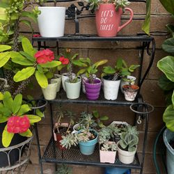 Plants For Sale 3 To 5 Dollars Each