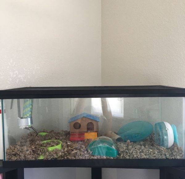 20 Gallon Fish Tank (Used for hamster) Can be cleaned out and used for