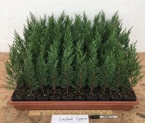 100 PACK of 15” Starter Privacy Leyland Cypress EVERGREEN Hedge Fence Tree GROW Fast 3-4 feet/year