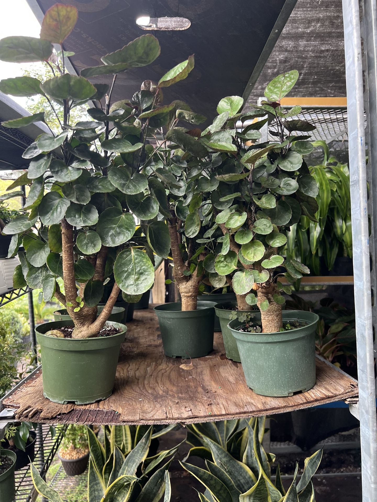 Aralia Fabian In 6” Pot. SPECIAL PRICE 🤩