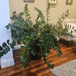 Massive ZZ Plant (Picture Does Not Do Justice)