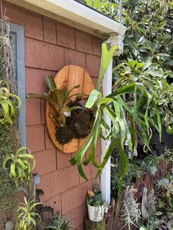 Mounted Staghorn Fern & Bromeliad Combo