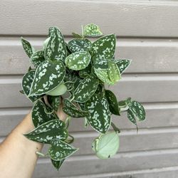 4” Silver Satin Pothos