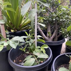 Ruby Guava Plant For Sale