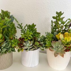 Succulent Arrangements In Ceramic Pots 