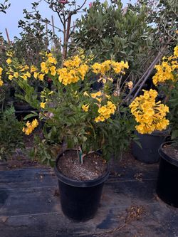 Esperanza gold star, Tecoma Stans, Planta Esperanza, diabética Tronadora, San Pedro, San Andrés 15gal size
