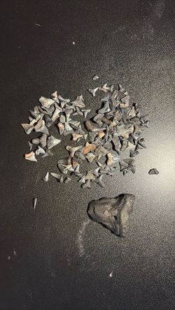 Fossil Shark Teeth Collection