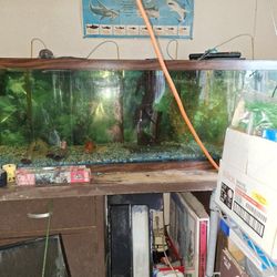 Fish Tank With Wet And Dry Filter