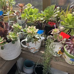 Many Beautiful Succulents 