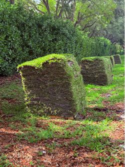 Fresh Grass