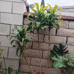 Four Feet Lucky Plant 4 Feet Tall 