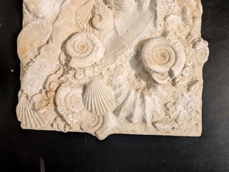 Carved Sandstone Ammonite Fossil Wall Sculpture