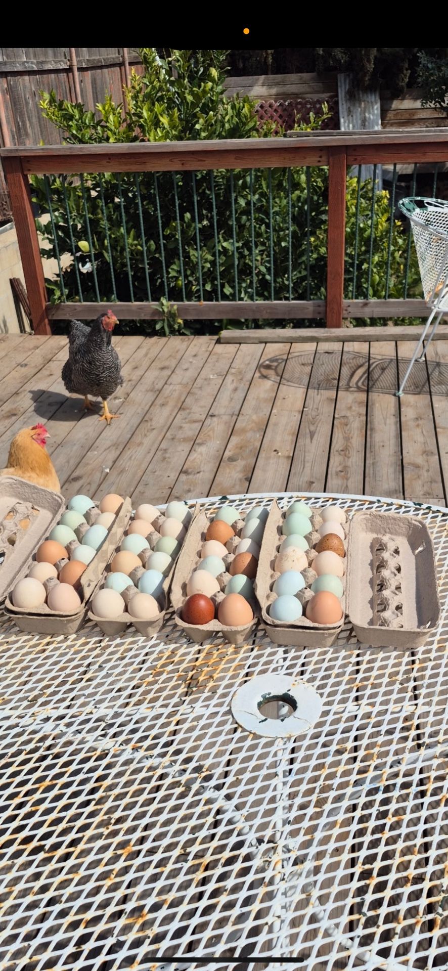 Eggs Organic For Sale $10 A Dozen Or 3 Dozen For $25