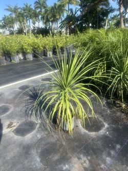 Ponytail Palm 3gal