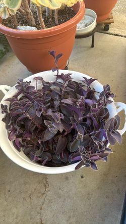 Free Cuttings