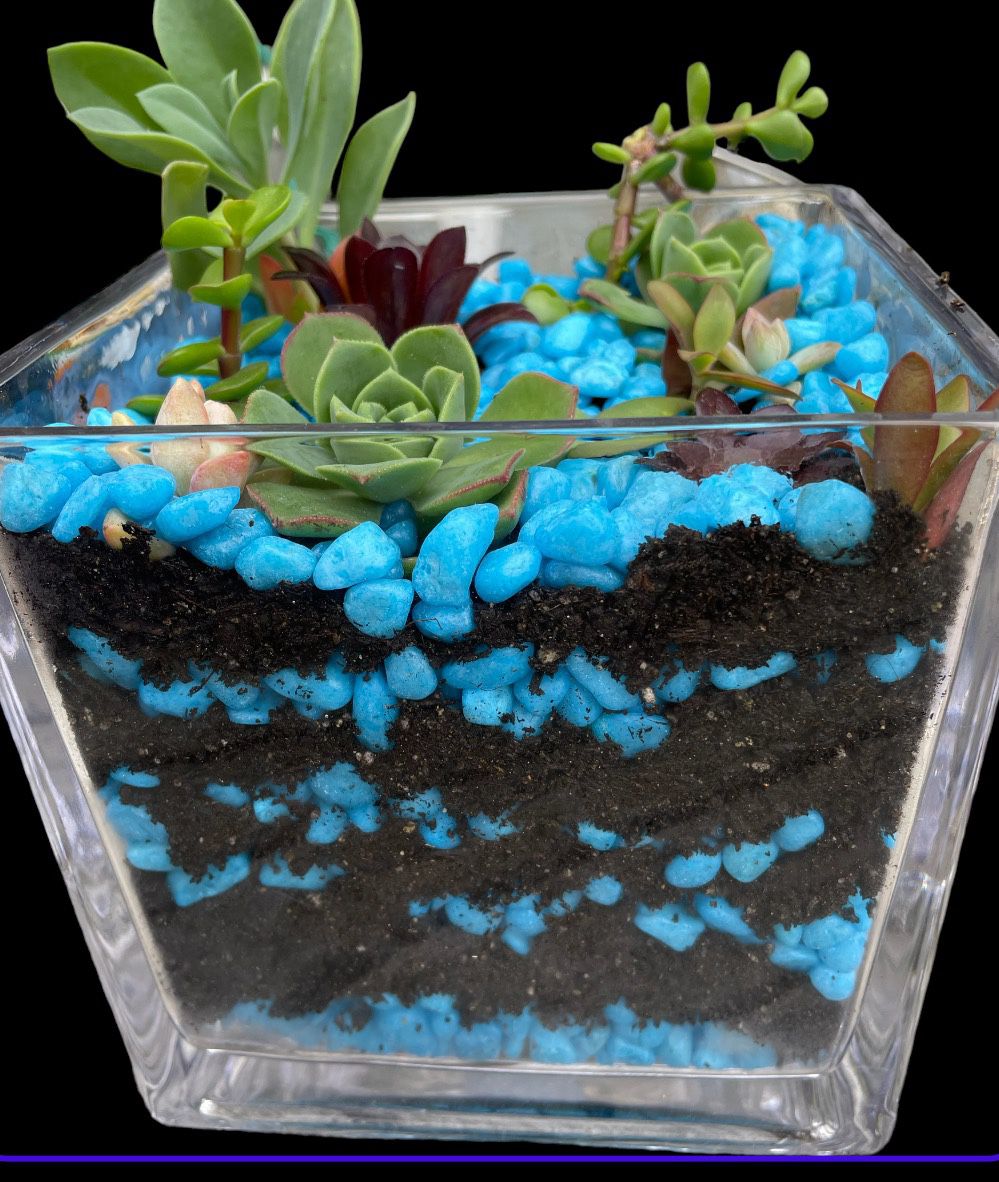 6 Inch Glass— Succulents With Blue Stones