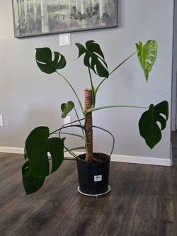 Monstera
