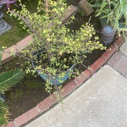 Plant