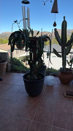 Healthy Dragin Fruit