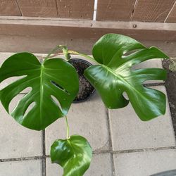 Monstrera Plant Split Leaf