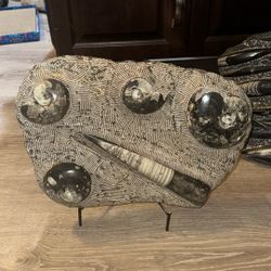 Ammonite And Orthoceras Fossil Plate