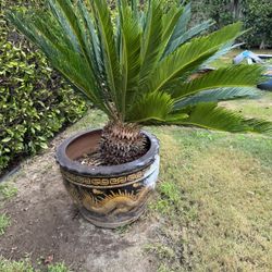 High End  Pots  And Plants ( Sets Palm, Chinese Pottery)