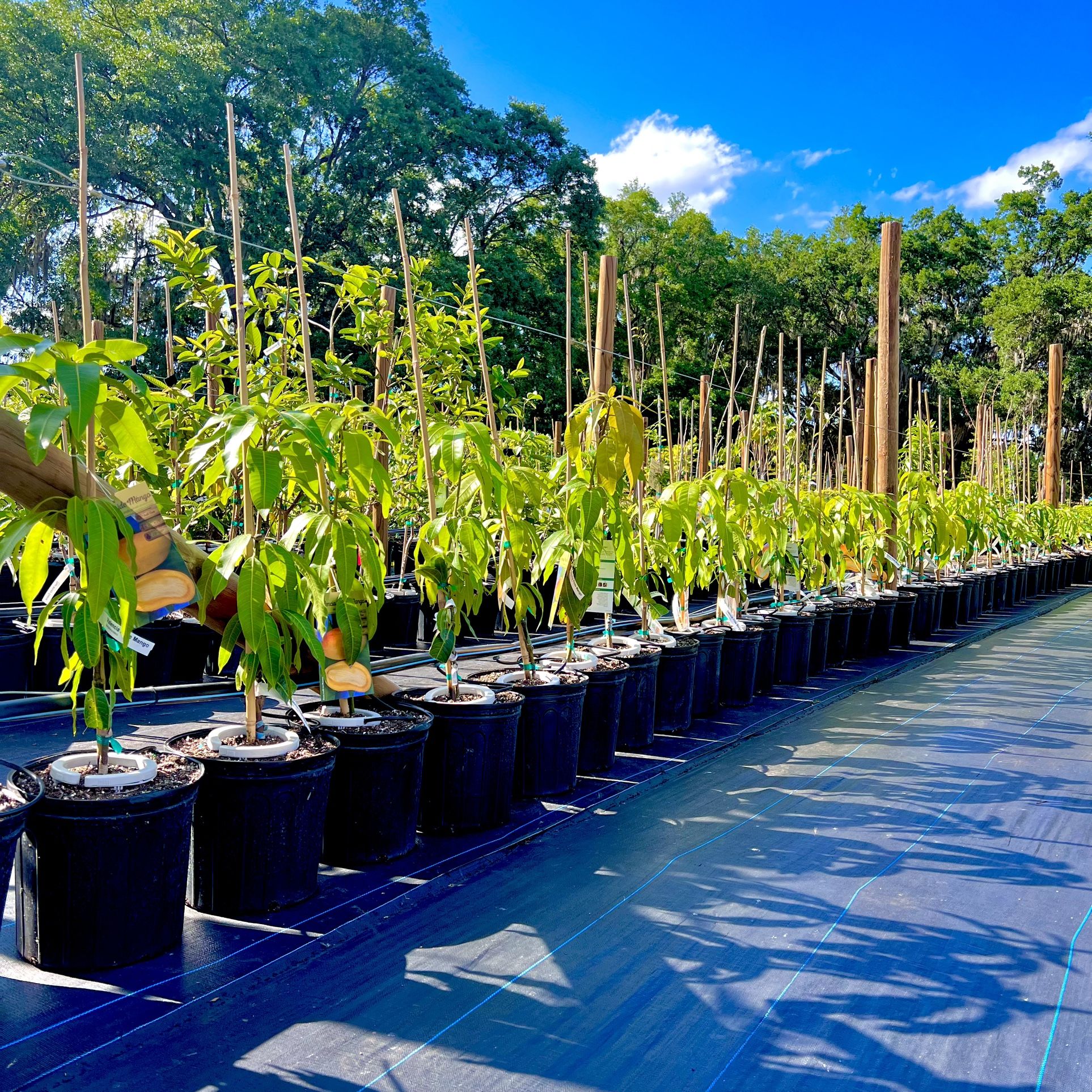 Mango for Sale in Kissimmee, FL OfferUp