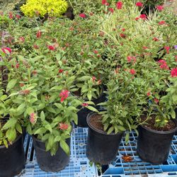 Red Pentas